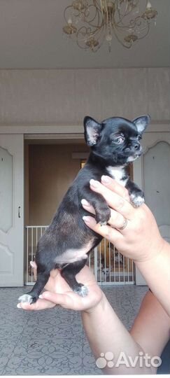 Щенки чихуахуа