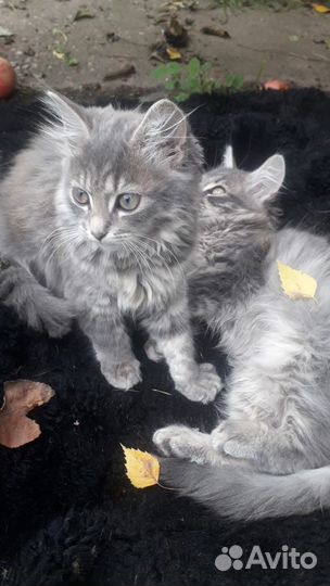 Котята