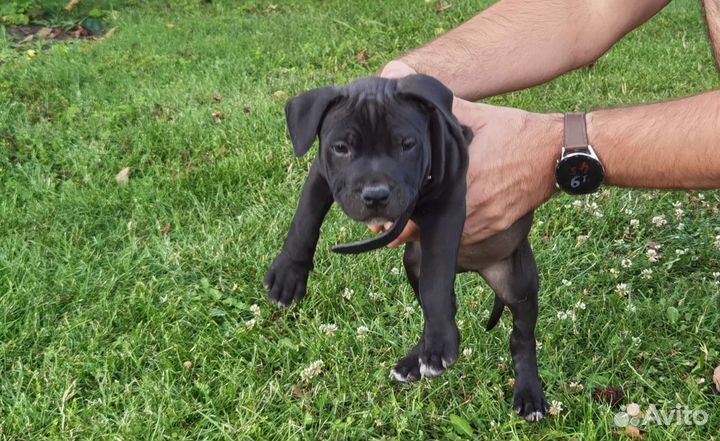 Питбультерьер