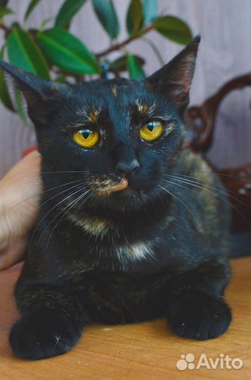 Ищем кошке семью