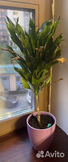 Кротон и другие растения