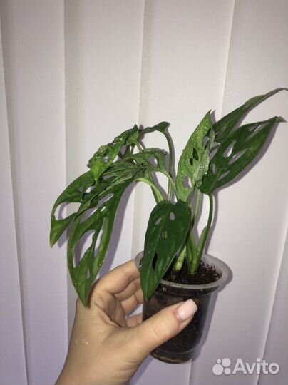 Монстера манки