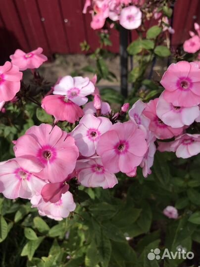 Флокс метельчатый