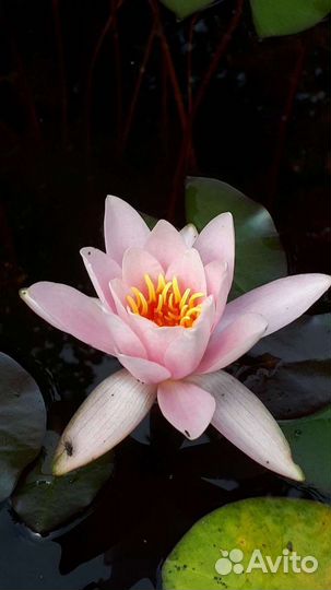 Нимфеи для пруда