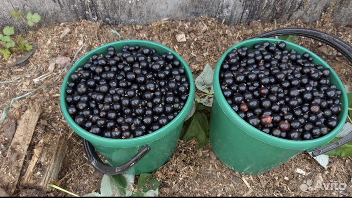 Черная смородина