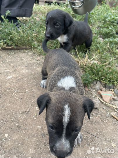 Отдам в добрые руки щенят