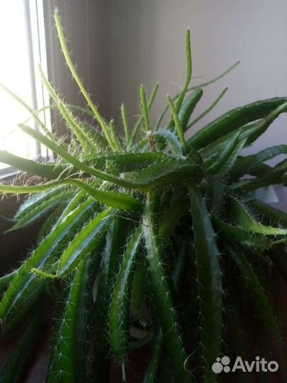 Гилоцереус ундатус