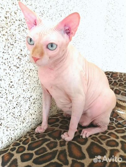 Канадский сфинкс девочка