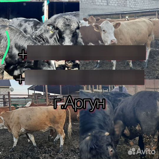 Бычки на Курбан