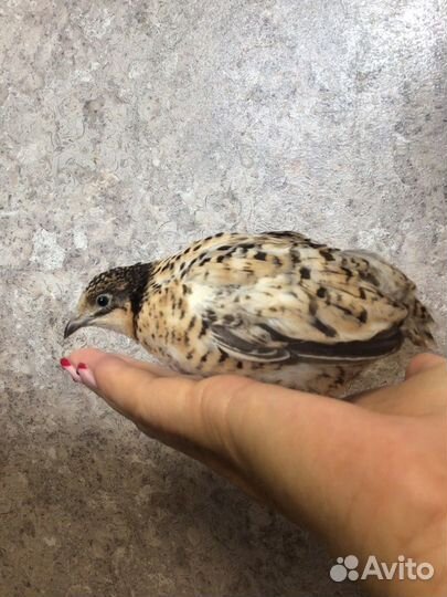 Китайские расписные петушков-красавцев