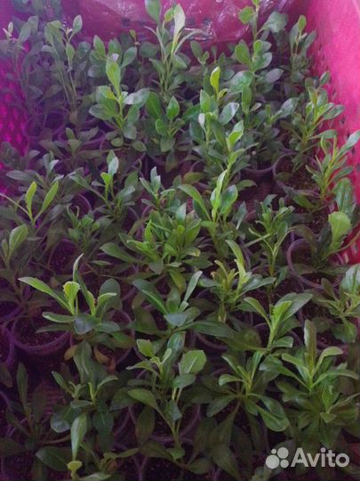 Остеоспермум