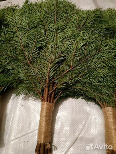 Пихтовый веник