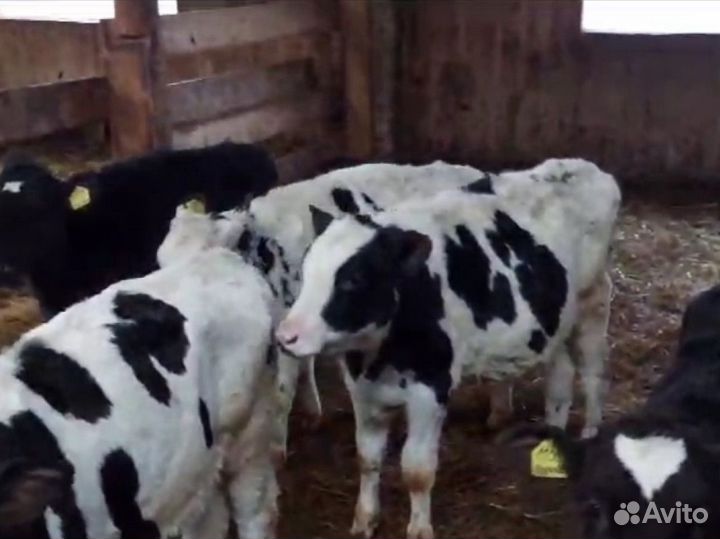 Телята бычки лимузин