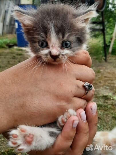 Котята в добрые руки бесплатно