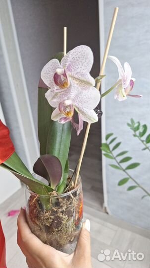 Фаленопсис Хельсинки