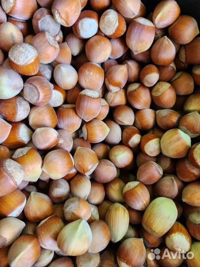 Фундук в скорлупе