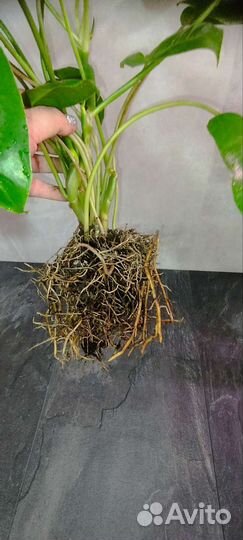 Бурле Маркс филодендрон