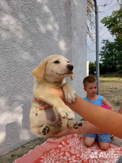 Щеночек звоночек в дар