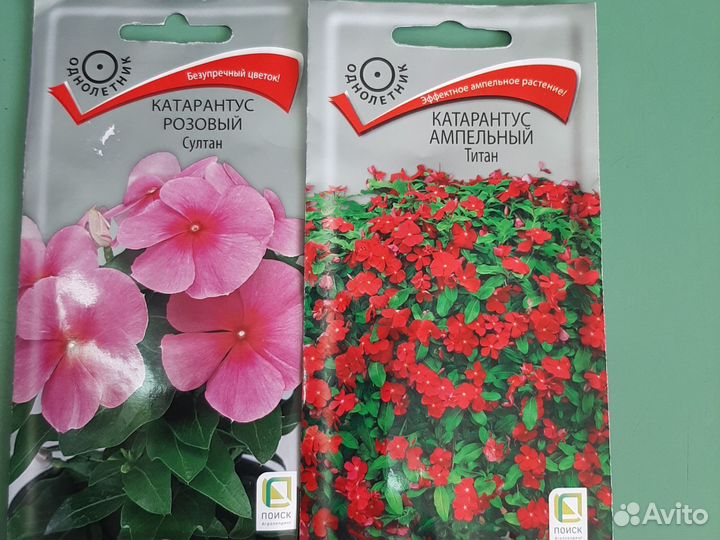 Катарантус семена