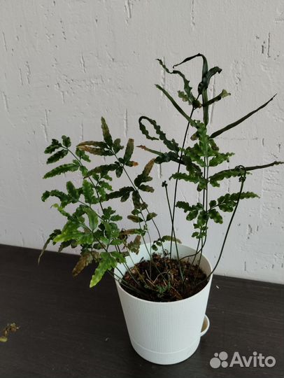 Папоротник