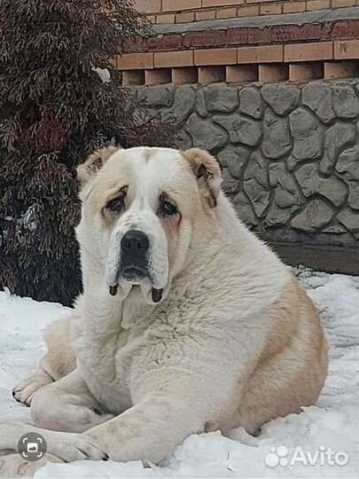 Собачья шерсть