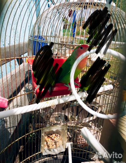 Попугай неразлучник самец