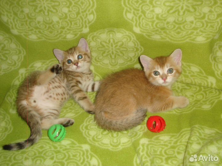 Золотые шиншиллы мальчики