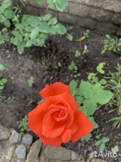 Розы, хоста