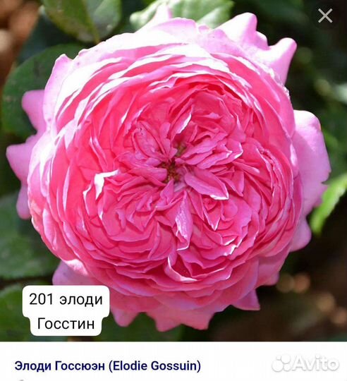 Чайно-гибридная, Плетистая розы