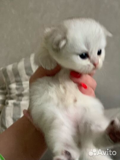 Шотландские вислоухие шиншиллы