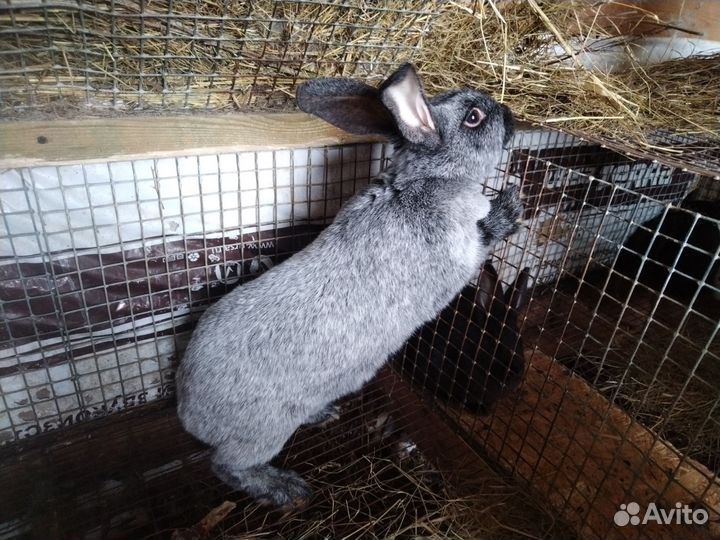 Кролик Полтавское серебро (серебро, серебристый)