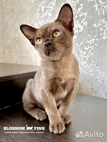Бурманская кошка купить в Набережных Челнах  объявление продам