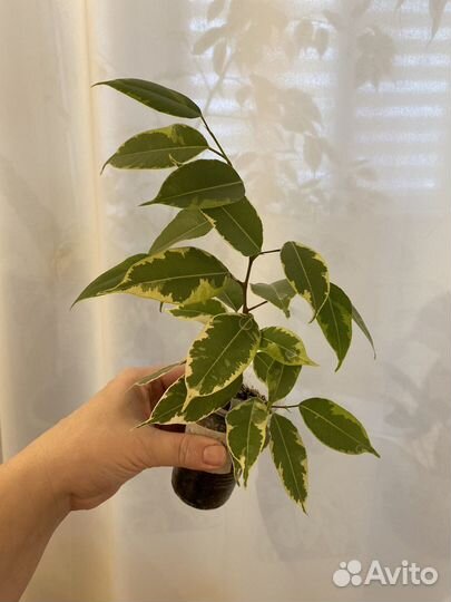 Фикус Голден кинг