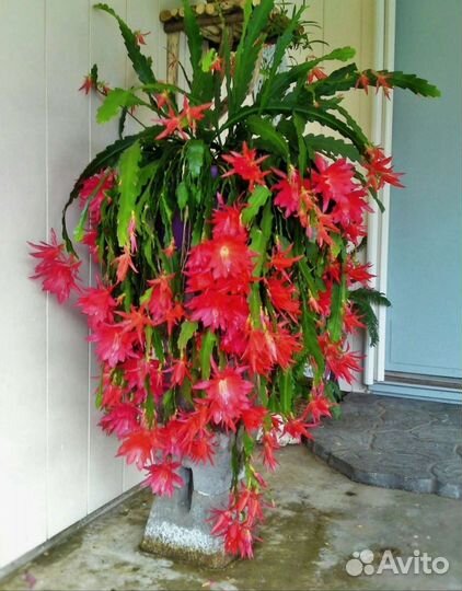 Эпифилум, Опунция, Крассула ложноплауновидная