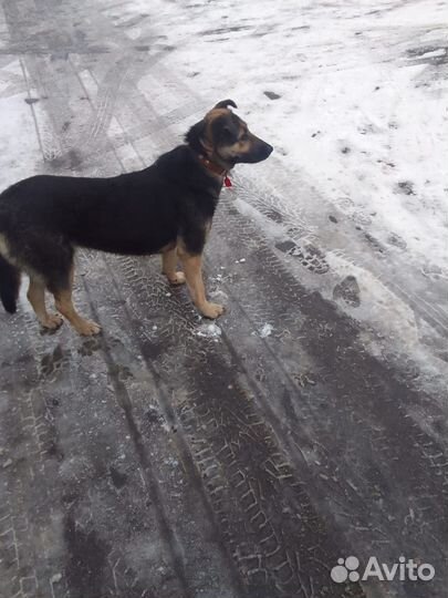 Стерилизованная,обработана от паразитов.Любитдетей