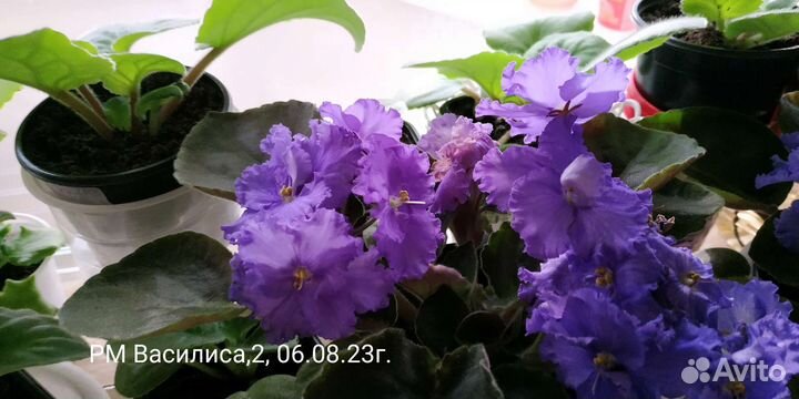 Детки сортовых фиалок