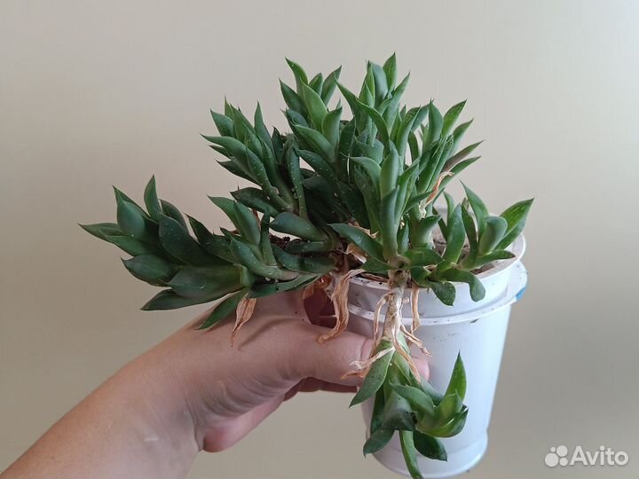 Суккуленты