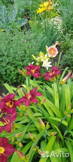 Лилейник саженцы
