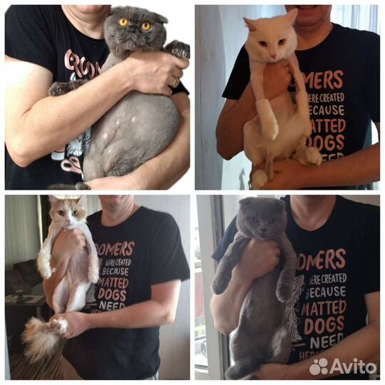 Стрижка собак и кошек, груминг
