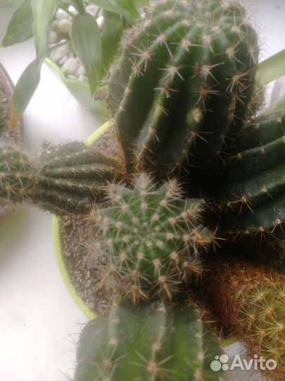 Большая детка кактуса Эхинопсис эрьец гибридн