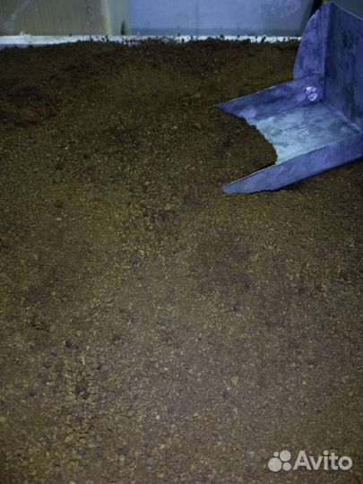 Чага березовая от сборщика