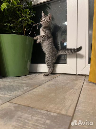 Кошка котенок