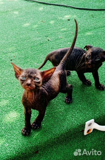 Котята Ливкой