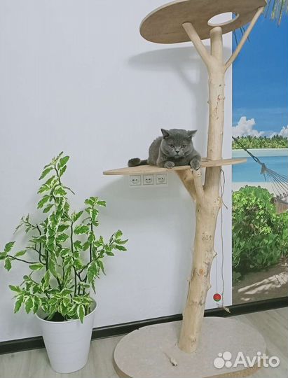 Педилантус