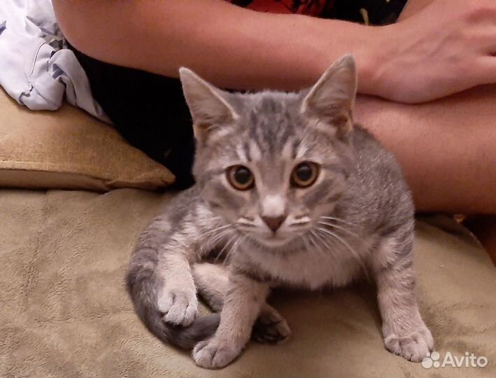 Котик Марсель в дар