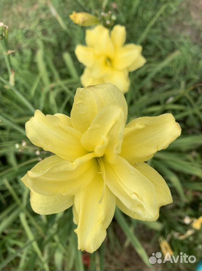 Лилейники сортовые