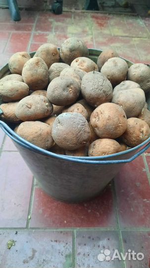 Едовой картофель скарб
