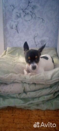 Мини той-терьер