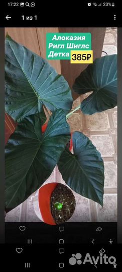 Комнатные домашние растения