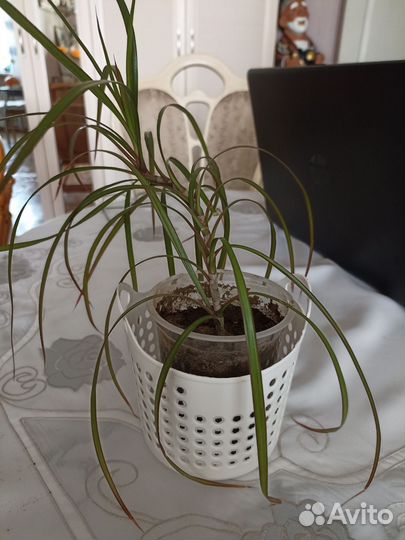 Драцена Кордилина